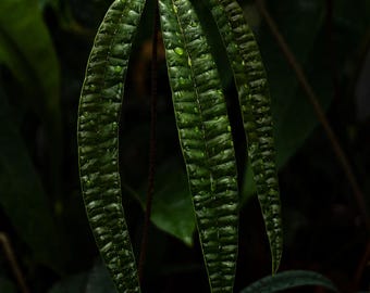 Anthurium cutucuense • BLIND PRESALE • 4-8 Inch Leaf