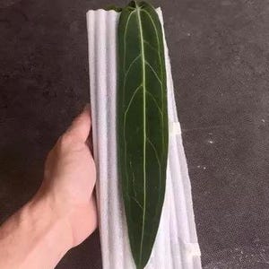 May include: A dark green leaf with prominent white veins is held in white packaging. The leaf is long and slender, with a pointed tip. The packaging is made of a corrugated material. The background is a dark, textured surface.
