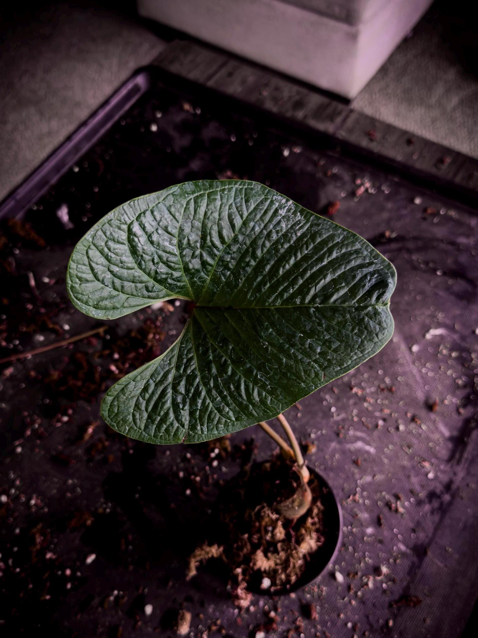 Anthurium Sp. “el Gigante” | Rare Textured Anthurium | Exact Plant