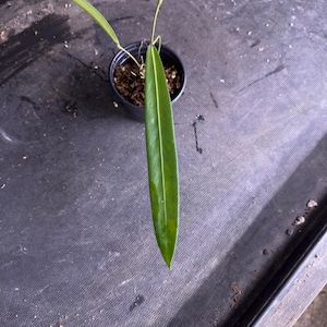 anthurium luxurians x Anthurium crystallinum x luxurians | Plants main image 1