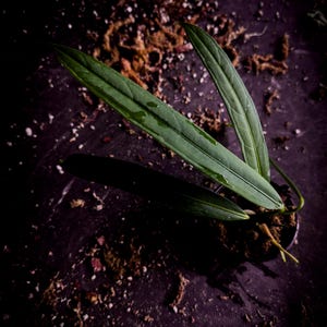 Anthurium sp. nov. “Long Leaf” Rare Pendant Anthurium Exact Plant | Collector’s Aroid | TWP Tropical