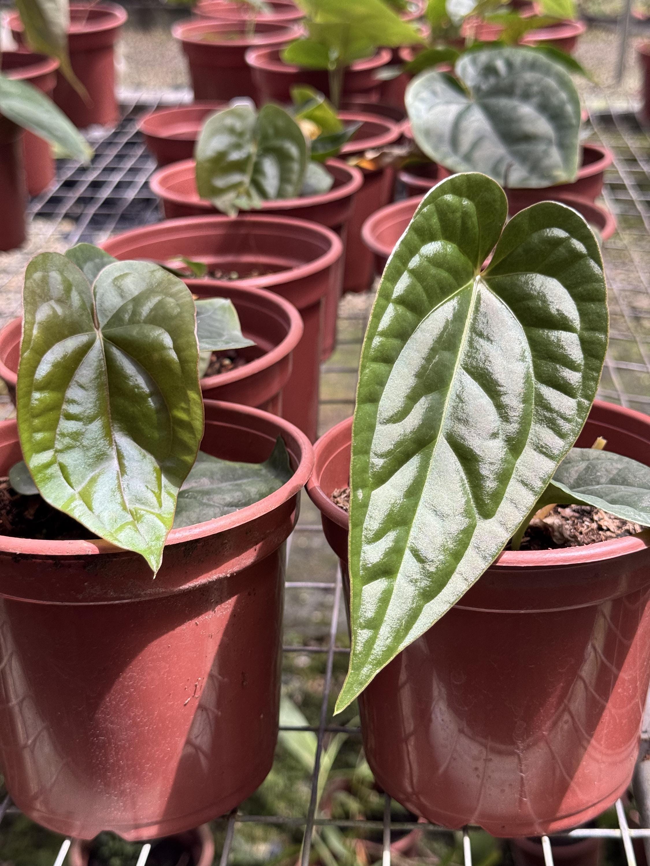 Anthurium Veitchii X - Etsy