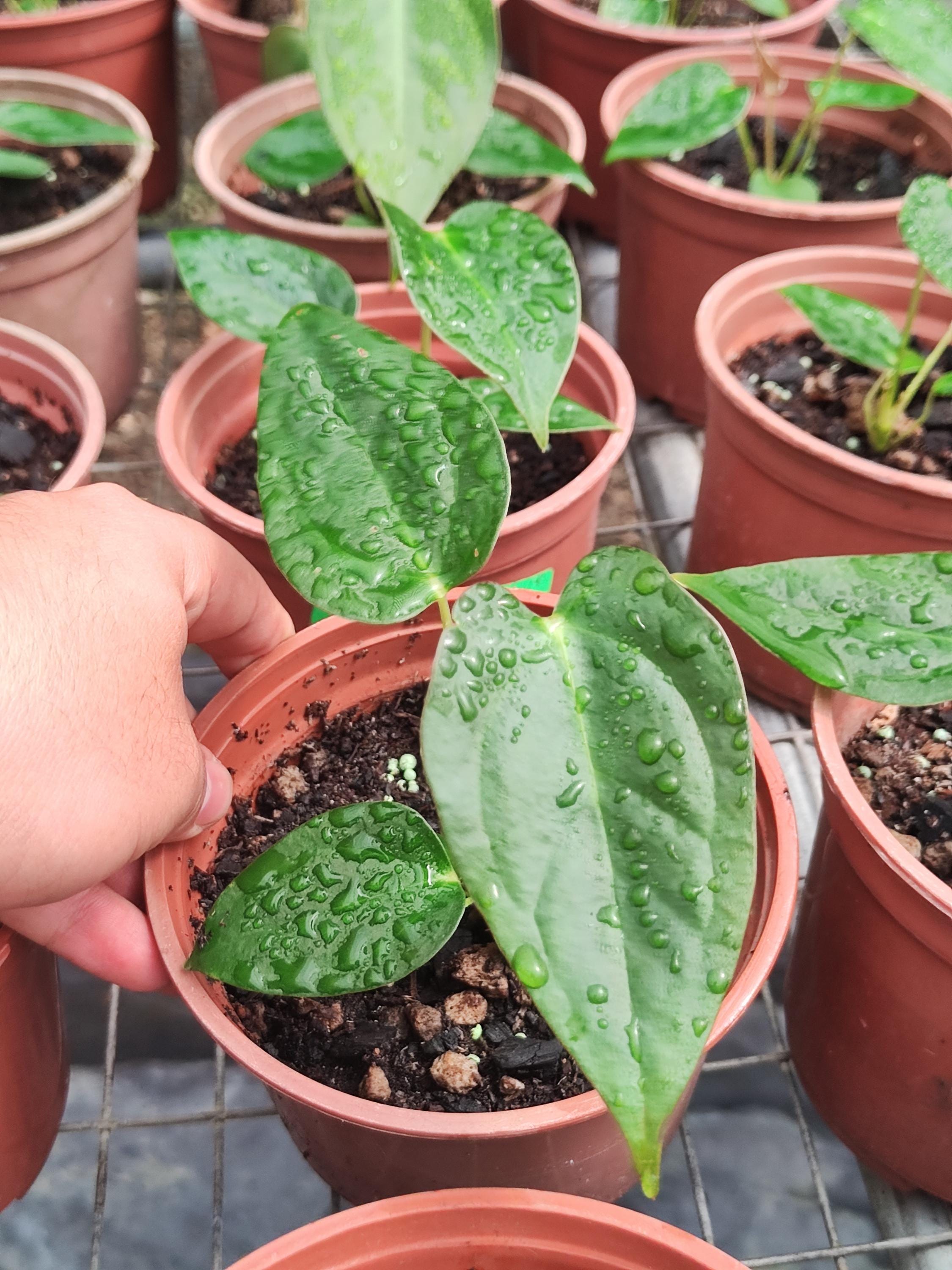 Anthurium Veitchii X - Etsy