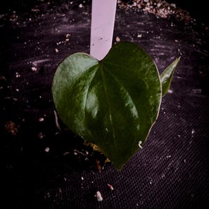 Anthurium nigrolaminum ‘Gigi’ | Rare Velvet Anthurium | Exact Plant | TWP Tropical
