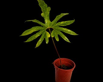 Anthurium pedatum • BLIND PRESALE • 6-10 Inch Leaf