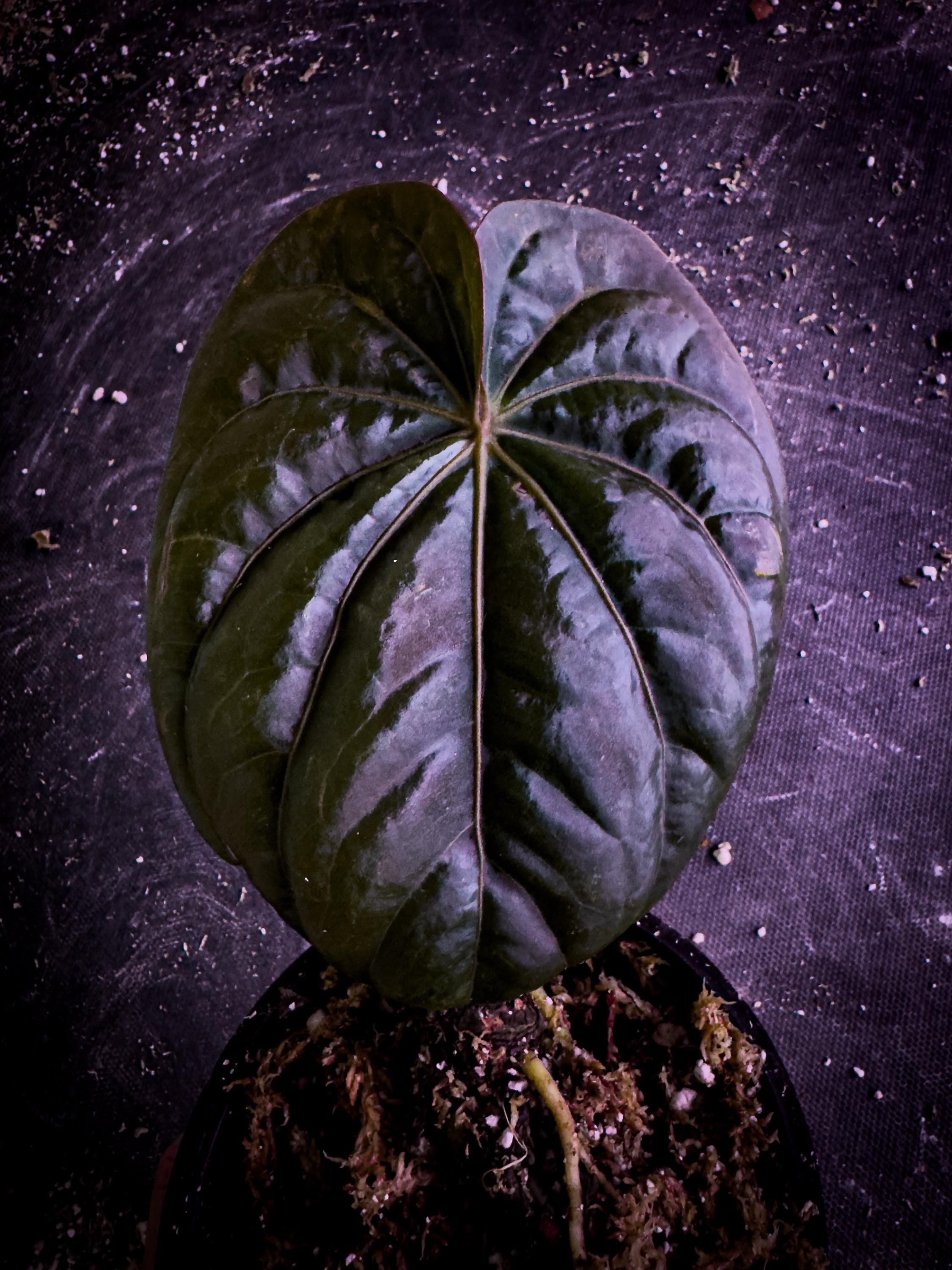 Anthurium dressleri | Rare Velvet Aroids | Río Guanche Clone + Bonus Care Guide PDF & Audio