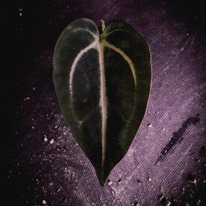 ブラックフラワーアゲート 2P Anthurium Carlablackiae | Rare Dark Velvet Spider Clone | Exact