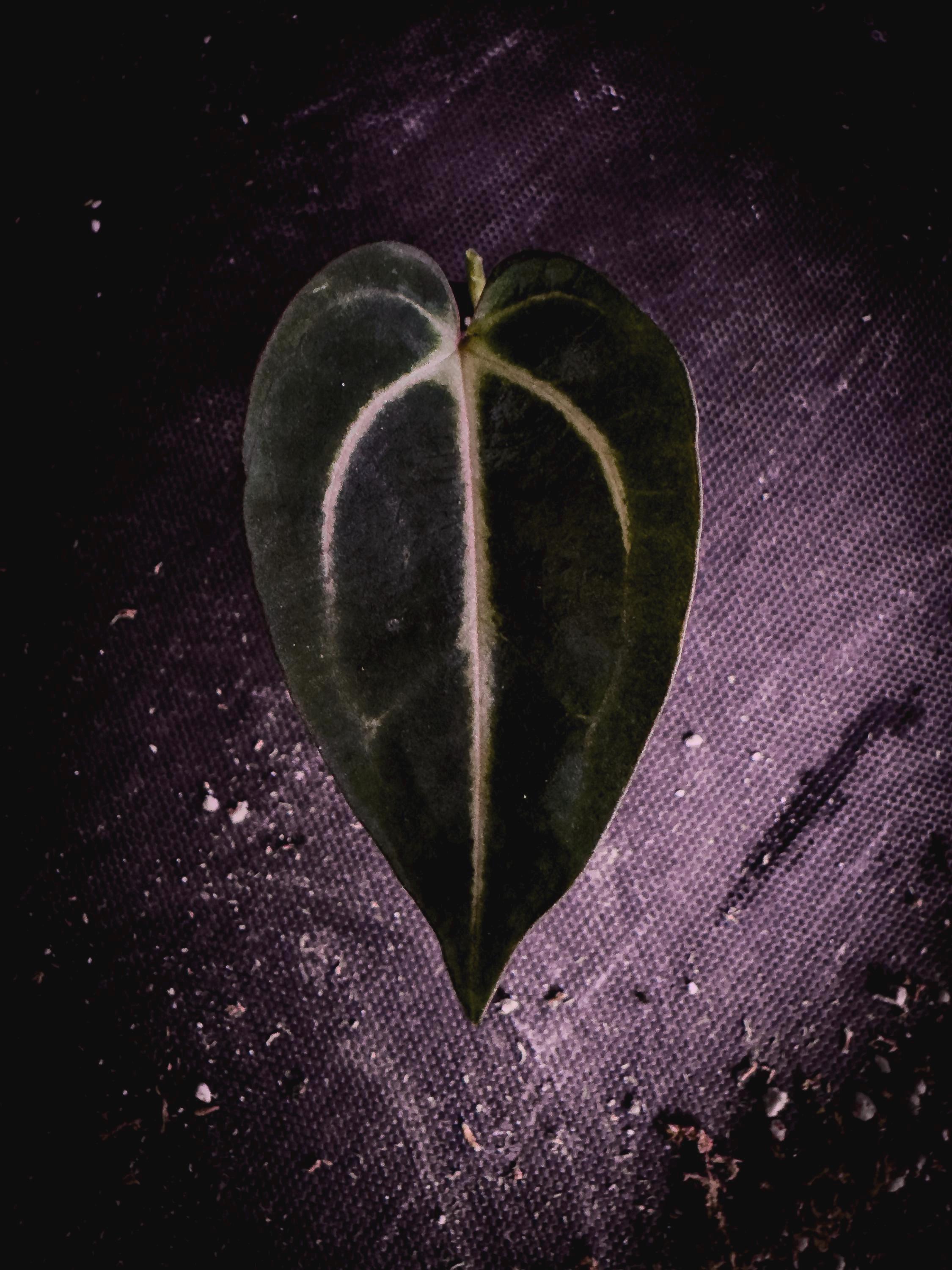 Anthurium Carlablackiae | Rare Dark Velvet Spider Clone | Exact