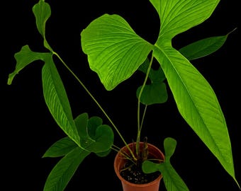 Anthurium draconopterum • BLIND PRESALE • 6-8 Inch Leaf • Rabbit Ears