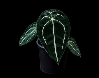 Anthurium Red-vein Papx X Necromancer Dreamweaver Seedling - Etsy