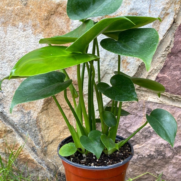 Monstera Deliciosa full baby plant