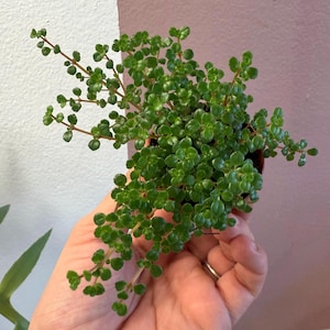 May include: A small potted plant with vibrant green, rounded leaves and delicate stems. The plant is held in a brown pot, showcasing its lush foliage. The leaves are closely packed, creating a full, textured appearance. The plant is a houseplant.