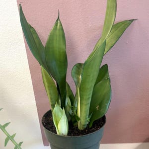 Sansevieria moonshine 6” potted plant. Uncommon snake plant