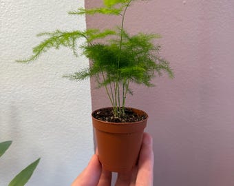 Plumosa asparagus fern 2” starter plant