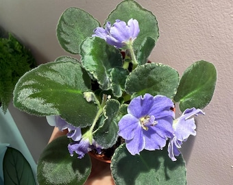 4” African Violet “RS Ariel”| Harmony Violet| Rare African Violet