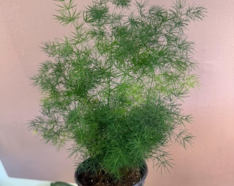 Ming asparagus fern 4” potted plant