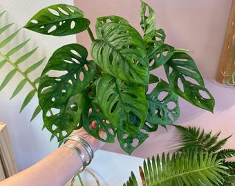 Form #6 | Monstera Deliciosa | Bangkok Plant Show Monstera Winner