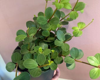 Peperomia Hope 6” potted plant