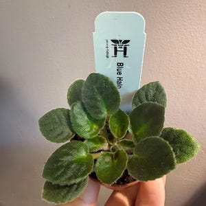 May include: A small potted African violet plant with dark green, fuzzy, heart-shaped leaves. A white plastic plant tag is inserted into the soil, featuring a black logo and the text Blue Halo printed vertically in a clear, sans-serif font.