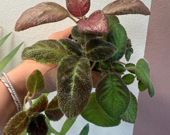 Episcia, flame violet set of 3 2” starter plants
