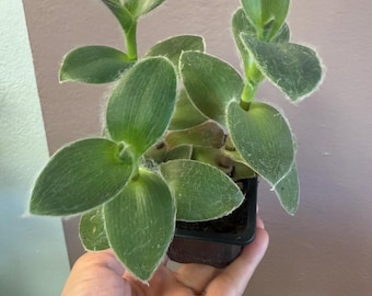Gibasis Jose Puig | Black Tradescantia | Cousin to Tradescantia