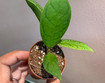 Hoya  Callistophylla 2” potted plant,  Uncommon Hoya
