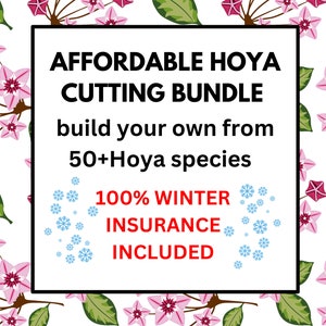 Hoya/Dischidia  Cutting Bundle read all of description! 10 dollar minimum