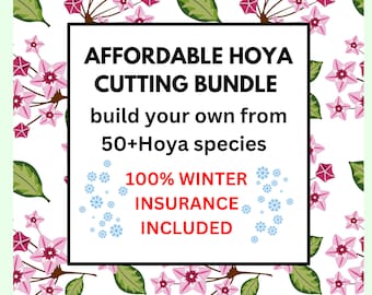 Hoya/Dischidia  Cutting Bundle read all of description! 10 dollar minimum