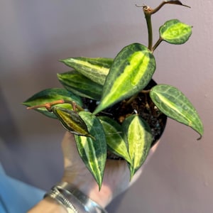 May include: A potted Hoya plant with vibrant green and yellow variegated leaves. The plant has a dark stem and is in a black pot. The leaves have a striking pattern, with a central yellow stripe and green edges. The plant is held in a hand.