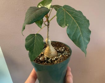 Ficus petiolaris 4”|  rock fig| easy, drought tolerant bonsai shaped fig tree