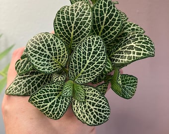 Fittonia White 2” Starter Plant