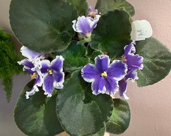 4” African Violet “Vat king of Peas”| Harmony Violet| Rare African Violet