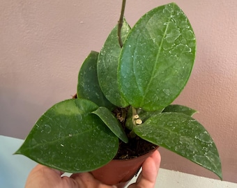 Hoya Parasitica   “Heartleaf”  4” potted plant.  Hoya verticulata