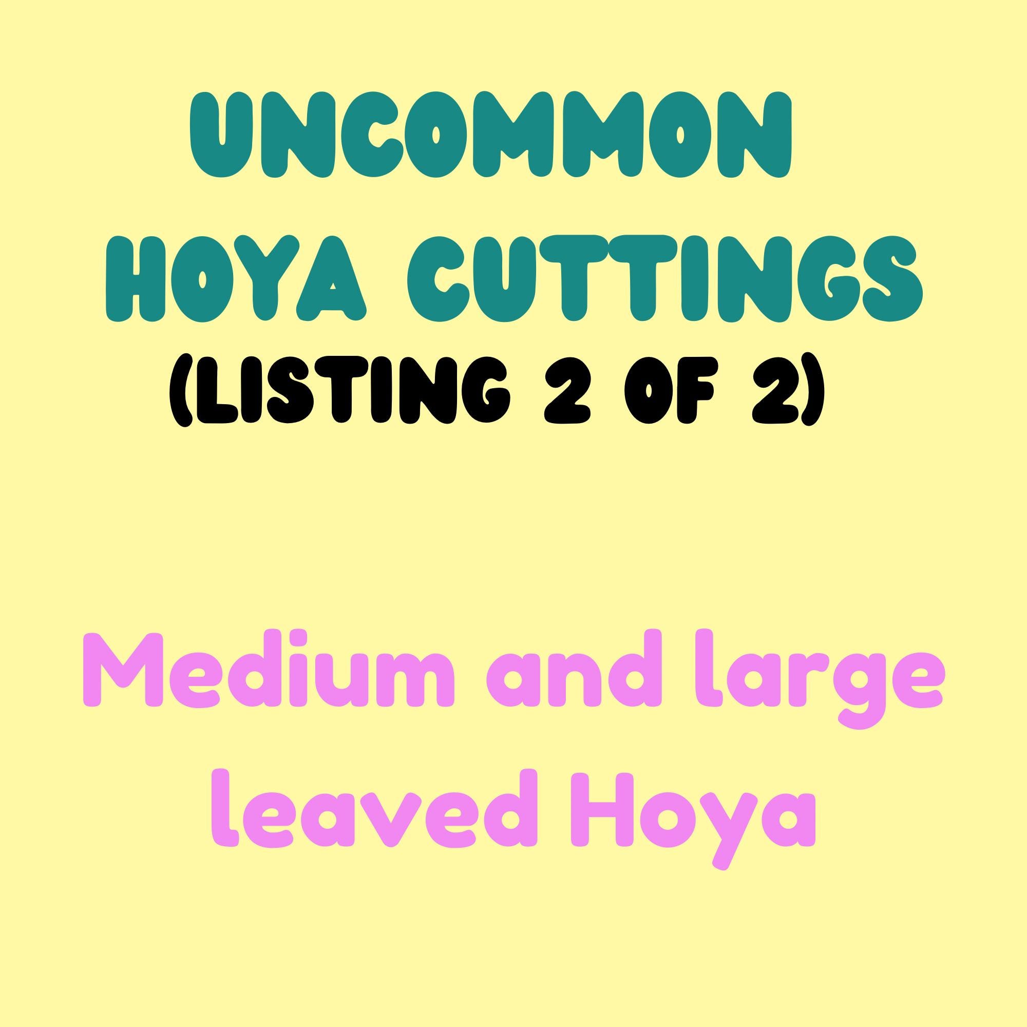 Hoya/Dischidia  Cutting Bundle read all of description! 10 dollar minimum. Also see small leaf listing