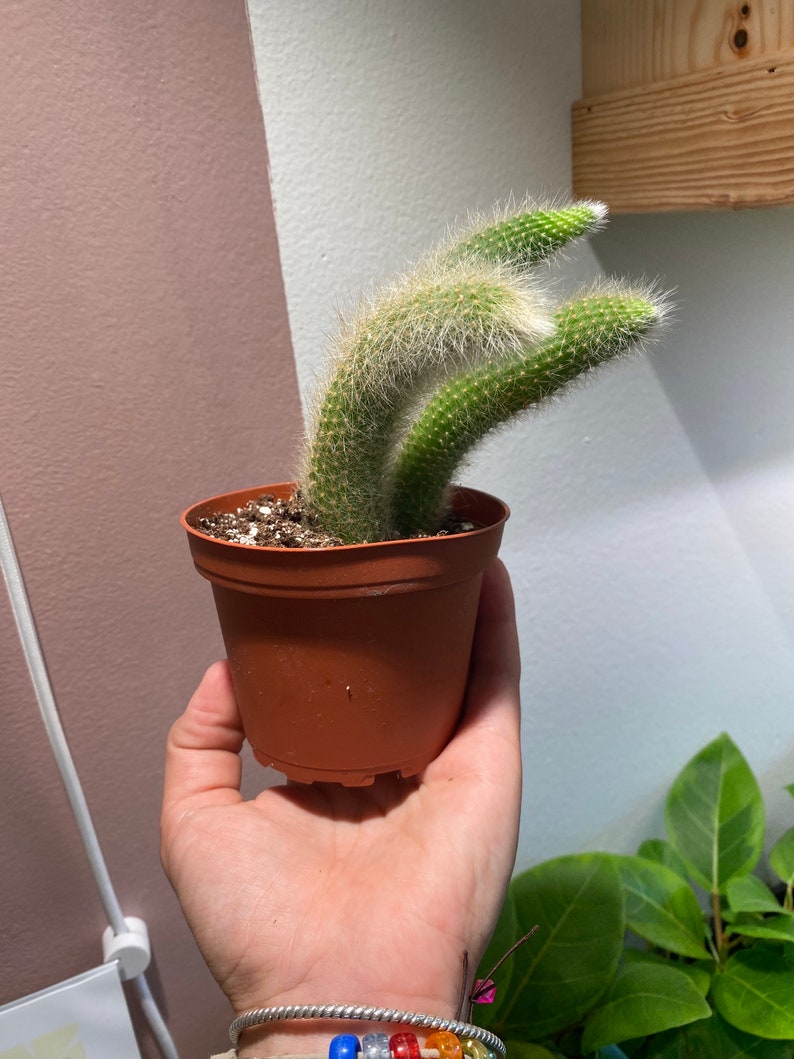 Monkey tail