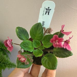 May include: A small African violet plant with dark green, fuzzy leaves and several vibrant pink flowers. A white plastic plant marker is inserted into the soil, featuring a black logo and the partial text Jolly, identifying the plant variety.