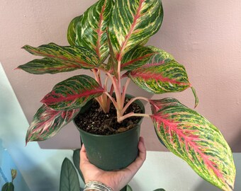 Aglaonema “garnet coltrane” 6” potted Chinese evergreen| easy houseplant| bright foliage| easy office plant