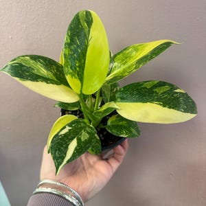 Philodendron Tahiti - Etsy