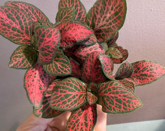 Fittonia red tiger | 2”  potted plant| terrarium plant|rare fittonia|