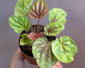 Peperomia Quito 2” plant| starter peperomia | terrarium plant