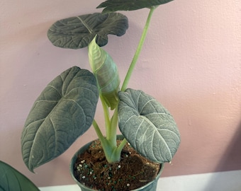 Alocasia Maharani 6” potted plant|  Live Plant| uncommon alocasia
