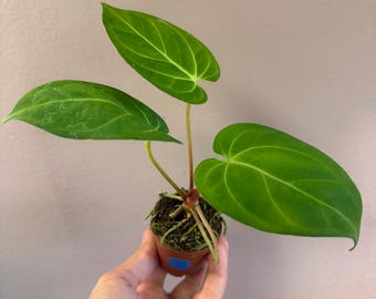 Anthurium Forgetii x Crystallinum 2" Pot| Rare  Hybrid Anthurium | tsmall 2” starter plant