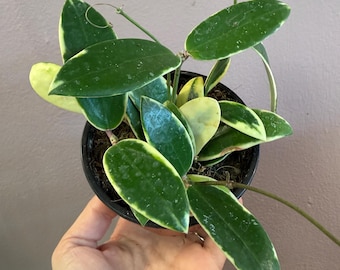 4” Hoya verticulata albomarginata , hoya acuta albo, uncommon variegated hoya