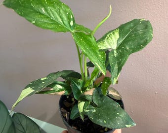 Syngonium tricolor 4” potted plant