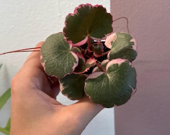 Variegated Strawberry Begonia 2” plant