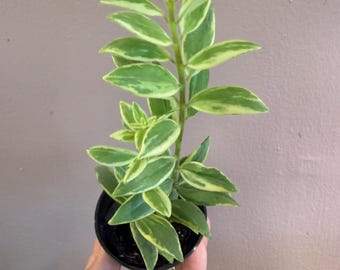 Variegated lipstick plant 2” Lipstick Bicolor Plant, aeschynanthus bolero