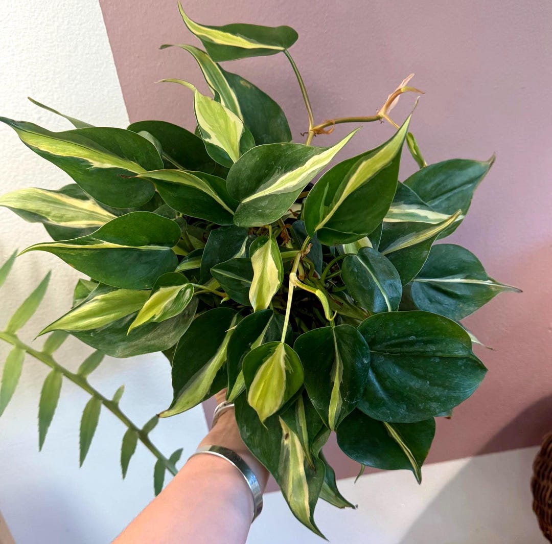 Philodendron Rio 6” Potted Plant - Etsy