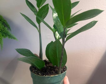 Zz  plant 4” potted plant