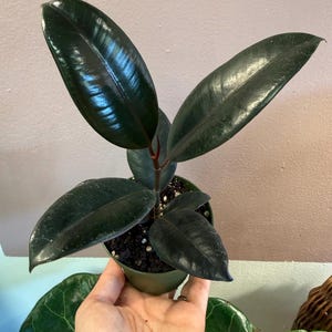 Burgandy Rubber tree, 4”  ficus elastica, easy houseplant