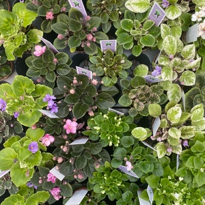 May include: A collection of potted African violet plants arranged in a black plastic tray. The plants feature dark green or variegated leaves and small flowers in shades of pink, purple, and white, each accompanied by a small white plant label.